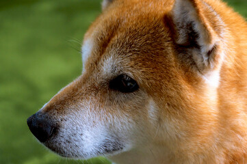 Fototapeta premium 表情豊かな元気な柴犬
