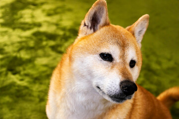 表情豊かな元気な柴犬