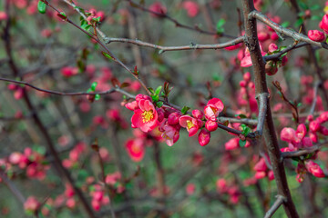Beautiful spring background - branches with buds and red flowers of Chaenomeles japonica shrub,...