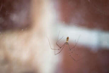 long bodied cellar spider, Pholcus phalangioides, on her web waiting for a prey