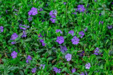 Fototapeta premium Natural background – meadow of beautiful blooming violet Vinca Minor (periwinkle) flowers and green leaves.