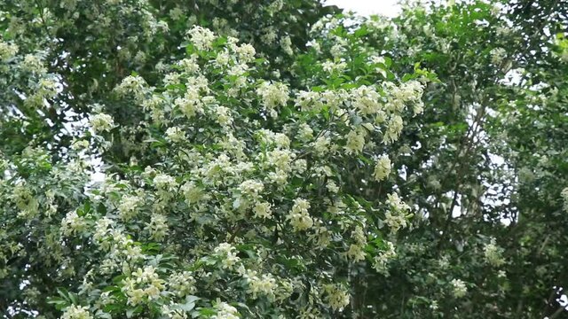 Kamini Flower Stock Video