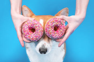 Man put tasty donuts in pink glaze like glasses in front of eyes of funny welsh corgi pembroke or...