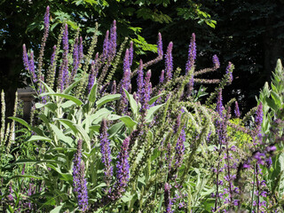lavender