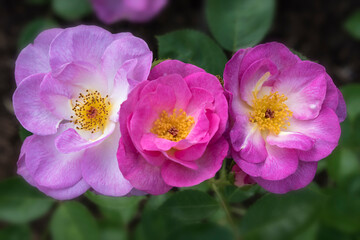 Closeup of pink rose blossoms trio in the garden



