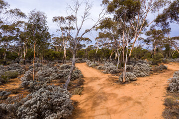 Aerial view of Mallee woodlands in Western Australia