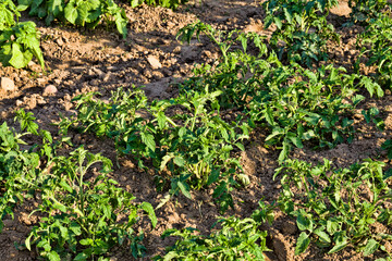 field with tomatoes