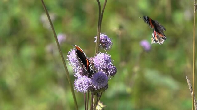 Slow Motion Video: Red Admiral (Vanessa atalanta) butterfly flies up and sits on the devil's-bit scabious (Succisa pratensis) flower. Slowed down 16 times