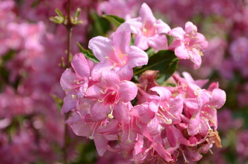 blooming in spring Weigela flowers in the garden