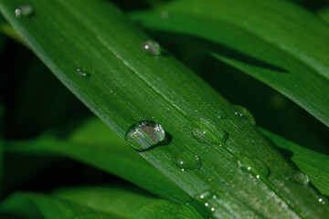 drop of dew on a green blade of grass
