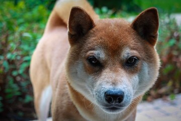 Shiba Inu