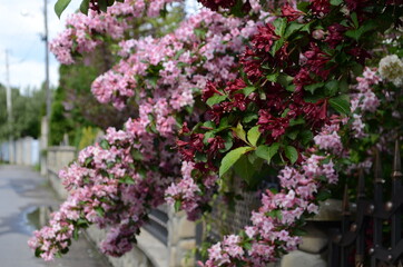 Fototapeta na wymiar blooming in spring Weigela flowers in the garden