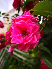 Obraz premium pink and white rose macro