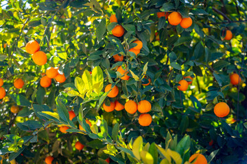 Mandarin tree with ripen fruits hanging on branches