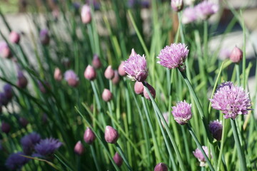  Chives in blossom. A colony of chives with light violet bushy flowers in a micro garden in residential area od a small town in Switzerland. 