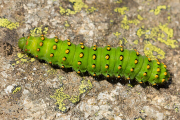 El pequeño pavón (Saturnia pavonia), oruga de color verde con púas urticantes sobre la piedra.