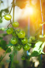 Organic red ripe tomatoes grown in a greenhouse