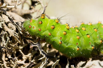 Pequeño pavón (Saturnia pavonia), oruga de color vede, detalle macro.