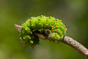 El pequeño pavón (Saturnia pavonia), oruga de color verde con púas urticantes enroscada sobre la rama con fondo verde.