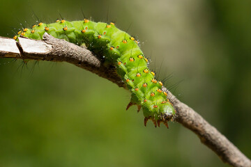 Saturnia pavonia, oruga de color verde sobre la rama.