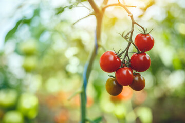 Organic red ripe tomatoes grown in a greenhouse