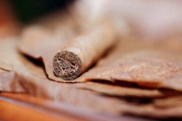 Close up of Cigar on the tobacco leaves