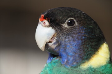 Port Lincoln is Australian ringneck, the broad-tailed parrot from species Barnardius zonarius. 