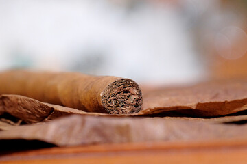 Close up of Cigar on the tobacco leaves