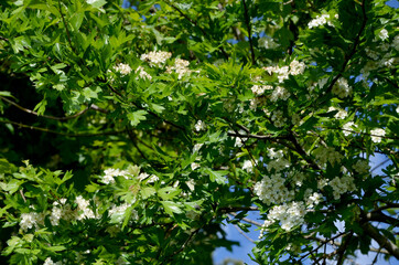 hawthorn beautiful flowering shrub in the forest on a sunny day

