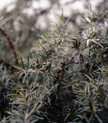 Dark Green Leaf, Texture, Plant, Wood, Organic, Frame 