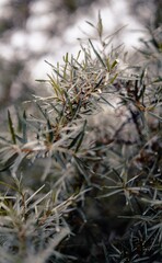 Dark Leaf, Texture, Plant, Wood 