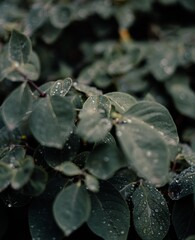 dark Green leaves, abstract green leaves texture, nature background