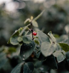 tropical leaves, abstract green leaves texture, nature background