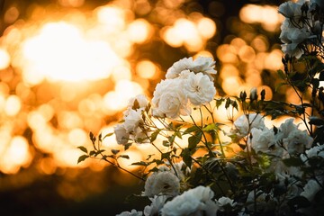 Rose Bouquets, Withe Rose, Withe Roses 