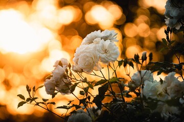 Withe Rose, Valentine Bouquet