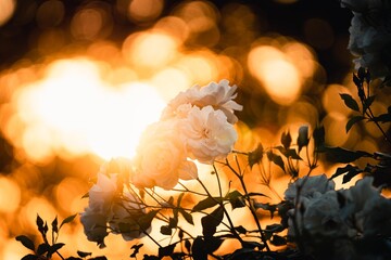 Valentine Flower, Rose, Withe Rose, Love 