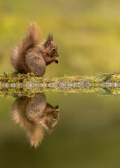 Red Squirrel with reflection in a pool with green background.  Taken in the Yorkshire Dales, England.