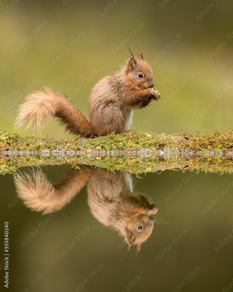 Canvas Prints red squirrel with reflection in a pool with green background. taken in the yorkshire dales, england.