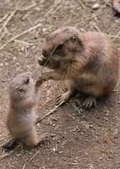 Prairie dogs holding hands and eating