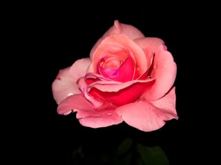 Rosa (rosa 2)