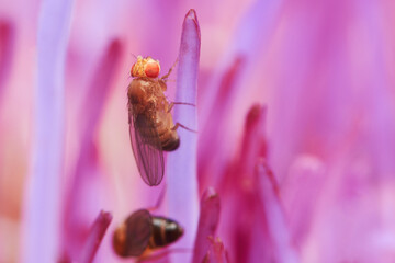 Fruit fly sitting on a plant