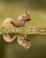Red Squirrel with reflection in a pool with green background.  Taken in the Yorkshire Dales, England.