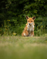 Red fox sitting in a field with wild flowers next to him and green foliage background.  