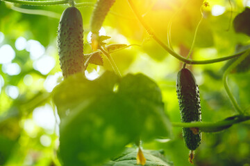 Organic green ripe cucumbers grown in a greenhouse