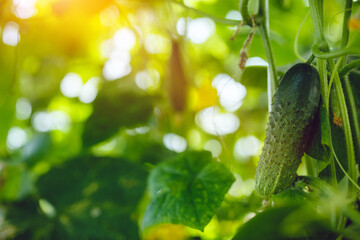 Organic green ripe cucumbers grown in a greenhouse