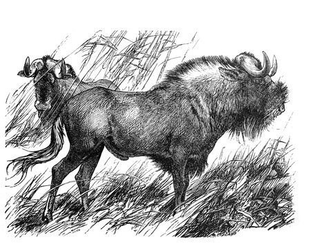 Gnu blue wildbeest (Catoblepas gnu)/ Antique engraved illustration from Brockhaus Konversations-Lexikon 1908