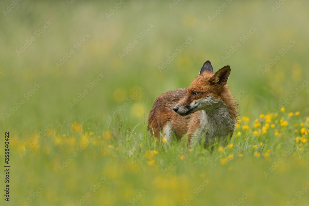 Wall mural red fox walking in a meadow with buttercups and grass in the background and foreground.