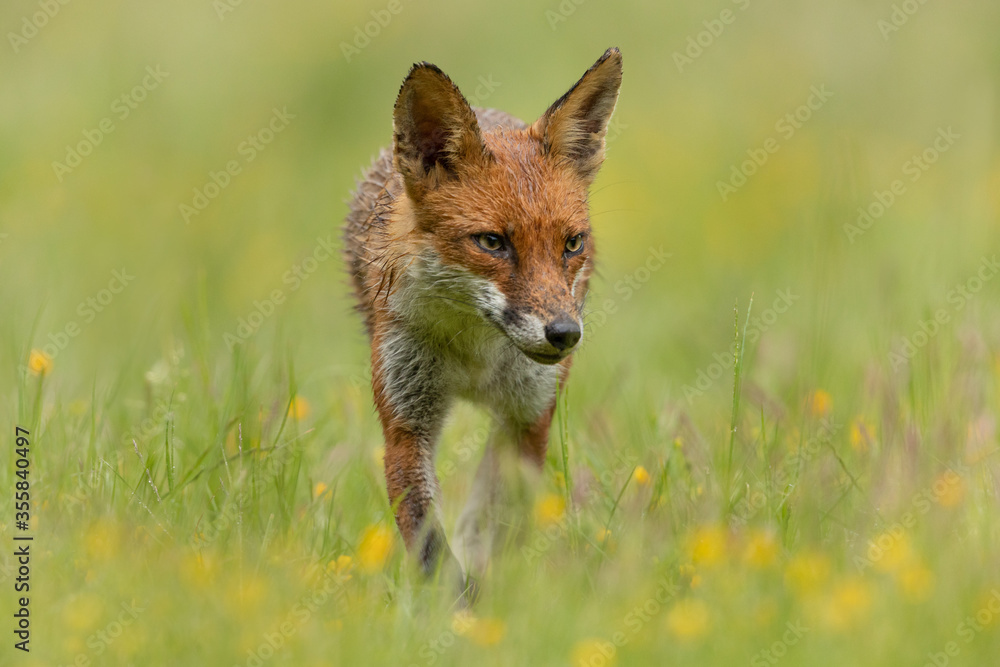 Wall mural red fox walking in a meadow with buttercups and grass in the background and foreground.