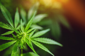 Young leaf of marijuana plant detail at sunset.