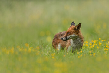 Red fox walking in a meadow with buttercups and grass in the background and foreground.  